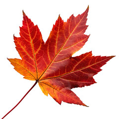Fototapeta premium autumn maple leaf isolated