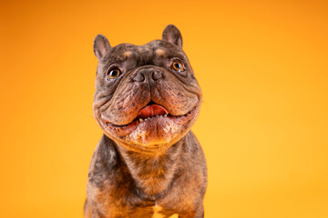 french bulldog in photostudio