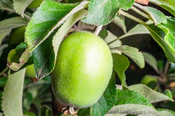 A vibrant green apple grows amidst lush leaves, a fresh delight in the heart of the orchard.
