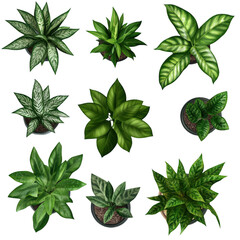 Various Indoor Plants in Decorative Pots with Lush Green Foliage
