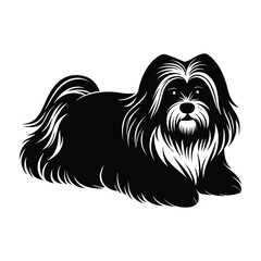 Lhasa Apso Lying Down with Silky Fur Silhouette on White Background