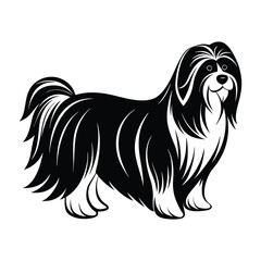 Lhasa Apso Standing with Long Flowing Coat Silhouette on White Background