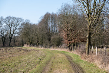 Winding path through bare trees in early spring landscape
