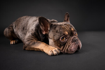 french bulldog in photostudio