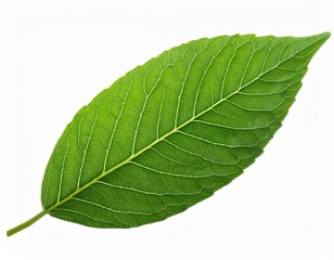 Obraz premium foliage green leaf isolated