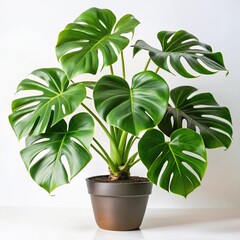 Split leaf philodendron background white