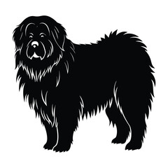 Tibetan Mastiff Standing with Dense Mane-Like Fur Silhouette for Pet Stock
