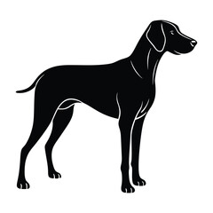 Weimaraner Standing Alert with Lean Body Silhouette for Stock Illustration