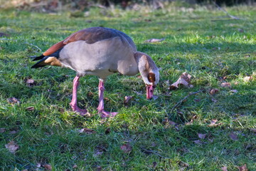 Nilgänse in der Oberlausitz an der Spree im Winter