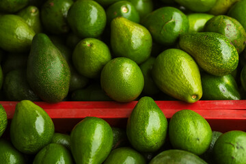 Fresh green avocados piled together, showcasing their natural texture and vibrant color. Perfect for concepts of healthy eating, organic food, and tropical fruit freshness.