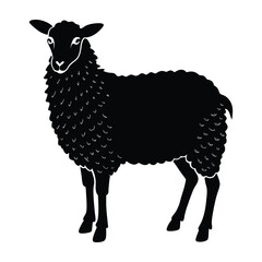 Sheep standing with thick wool coat on white silhouette design