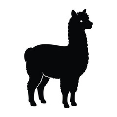 Alpaca standing with tiny fluffy body silhouette on white background