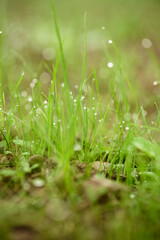Nahaufnahme einer grünen Wiese im Frühling mit Morgentau und Wassertropfen an den Grashalmen