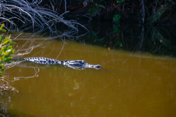 A wild Ameican Aligator (Alligator mississippiensis) is seen floating partially submerged in brackish water in a Florida waterway in the Merrit Island NWR, Florida, America.