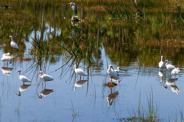 A flock of white Ibis (Eudocimus albus) standing in  water in Florida's  Lake Woodruff NWR with their bodies and nearby trees reflecting in the calm water.