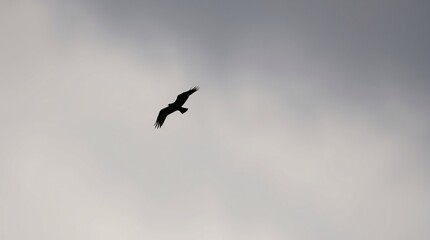 Dramatic Black Silhouette of a Solitary Bird in Flight Against a Cloudy Sky
