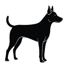 Farm dog standing with ears alert on white silhouette design
