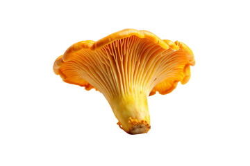 Download High-Quality Hubbard Squash Vegetable PNG Images with Transparent Background for Free
