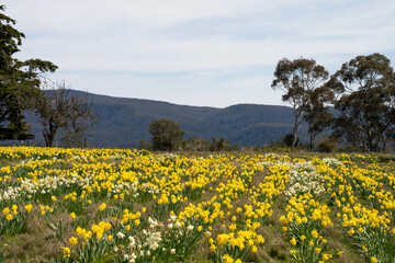 agriculture farming landscape with livestock and crops grown sustainable practices