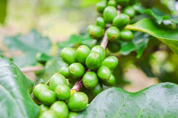 Close up unripe coffee beans in coffee branches, organic agriculture plants background