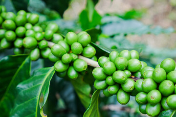 Close up unripe coffee beans in coffee branches, organic agriculture plants background