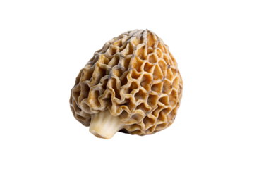 Morel Mushroom isolated on white
