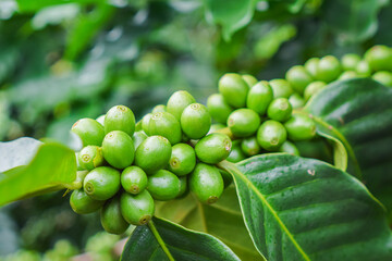 Close up unripe coffee beans in coffee branches, organic agriculture plants background