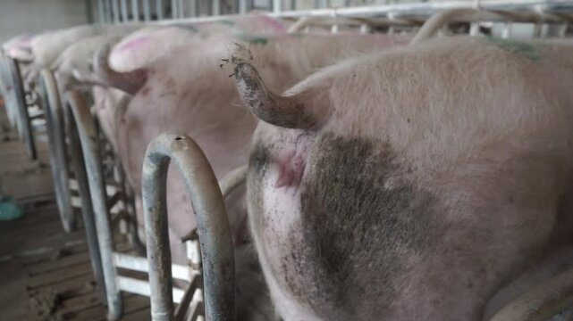 Veterinarian spraying water onto pig vulva at breeding facility