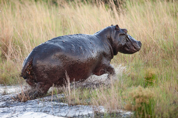 Hippopotame
