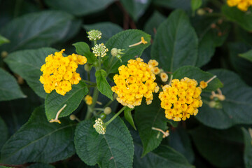 Yellow lantana flower, Lantana acuelatr with blurry background. Common name chapel hill, camara flower.