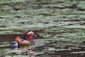 Canard Mandarin male sur une mare