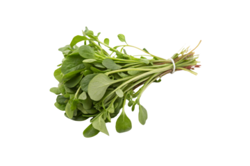 Download High-Quality Purslane Vegetable PNG Images with Transparent Background for Free