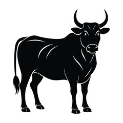 Ox standing with broad chest and strong legs silhouette on white