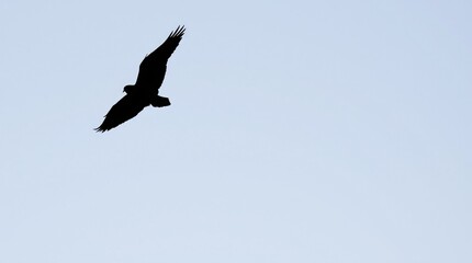 Majestic Bird in Flight Silhouette Against Clear Blue Sky