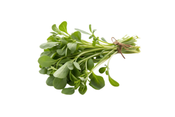 Download High-Quality Purslane Vegetable PNG Images with Transparent Background for Free