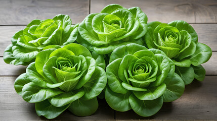 Hydroponic butterhead lettuce, Green vegetable.