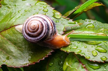 A snail elegantly crawls across a lush green leaf adorned with glistening water droplets.