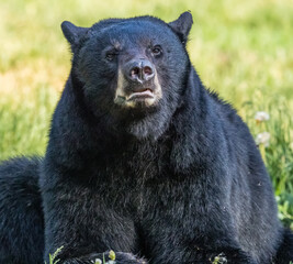 Fototapeta premium Resting bear lies in grassy meadow looking towards camera