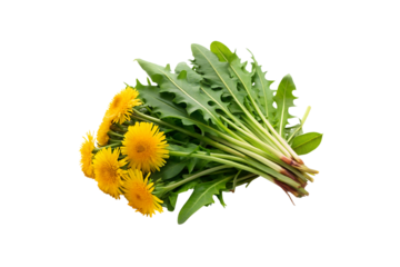Transparent Dandelion Greens Vegetable PNG Images – High-Quality & Editable