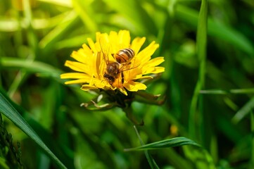 A honeybee diligently gathers pollen from a sunny yellow dandelion nestled in green grass.