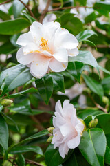Camellia japonica Principessa Baciocchi (Japanese Camellia)