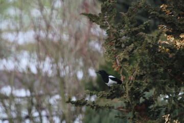 Smart eurasian magpie (Pica pica) sitting on a tree branch with beautiful green natural background
