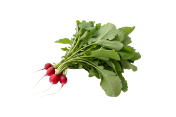 Fresh and Organic Radish Greens Vegetable PNG Images – High-Resolution Transparent Graphics