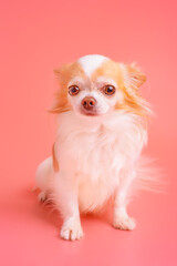 Chihuahua dog of white with red color on a pink background. Portrait of a small breed dog.