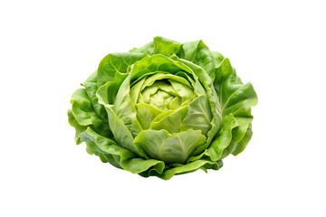 Obraz premium Butterhead Lettuce