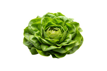 Iceberg Lettuce Vegetable PNG Collection – No Background, Ready to Use
