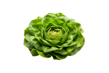 Iceberg Lettuce Vegetable PNG Collection – No Background, Ready to Use