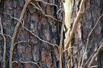 tree bark texture macro shot