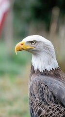 Obraz premium Majestic bald eagle perched in a natural setting with a soft background and vibrant colors during daylight hours