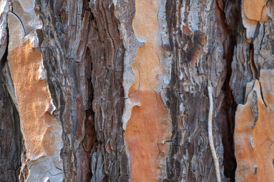tree bark texture macro shot